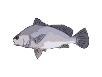 Freshwater Drum