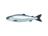 Kokanee