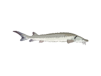 Lake Sturgeon