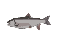 Lake Trout