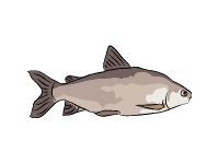 Lake Whitefish