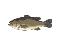 Largemouth Bass