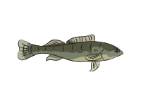 Logperch