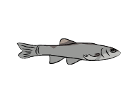 Longnose Dace