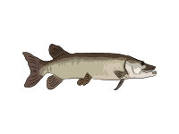 Muskellunge