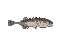 Ninespine Stickleback