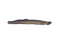 Silver Lamprey