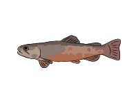 Tiger Trout