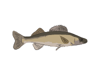 Walleye