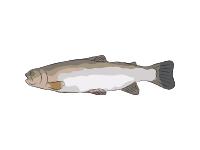 Westslope Cutthroat Trout