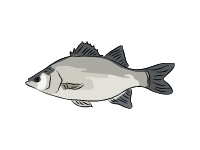 White Bass