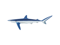 Blue Shark