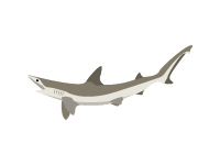 Bonnethead Shark