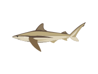 Bronze Whaler Shark