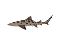 Leopard Shark