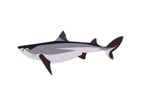Spiny Dogfish