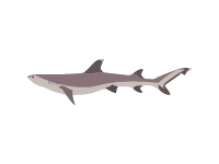 Whitetip Shark