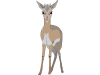 Dik Dik