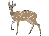 Duiker