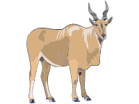 Eland