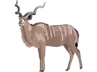 Greater Kudu