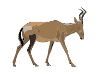 Hartebeest