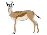 Springbok