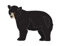 American Black Bear