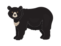 Asian Black Bear