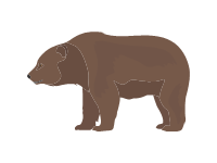 Eurasian Brown Bear