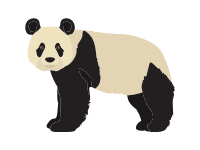 Giant Panda Bear