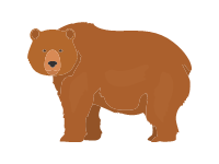 Kodiak Bear