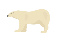 Polar Bear