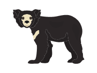 Sloth Bear