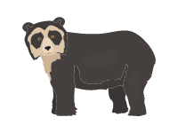 Spectacled Bear