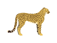 Cheetah