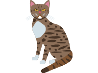 American Wirehair Cat