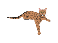 Bengal Cat