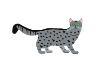 Egyptian Mau