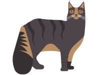 Maine Coon