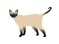 Siamese Cat