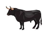 Aberdeen Angus Cattle