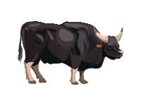 Carabao Bull