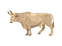 Charolais Cattle