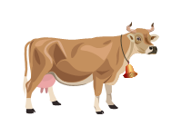 Guernsey Cattle
