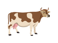 Hereford Cattle