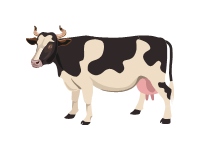 Holstein Friesian Cattle