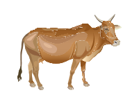 Malvi Zebu Cattle