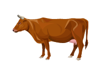 Red Poll Cattle