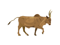 Texas Longhorn Cattle